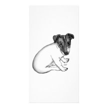 Jack Russell Welpe 10 Wochen alt Bilderkarten