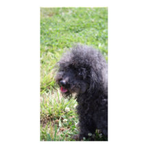Jack T. Poodle Bildkarten