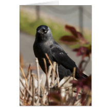jackdaw2.jpg karte