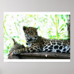Jaguar, das über Schulter dappled Grün schaut Plakat