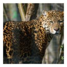 Jaguar-Foto-Einladung