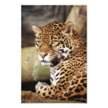 Jaguar-Foto