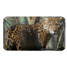 Jaguar-Foto iTouch Fall iPod Case-Mate Hülle