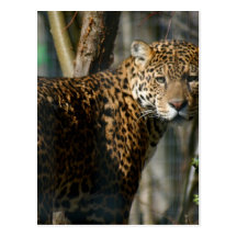 Jaguar-Foto-Postkarte