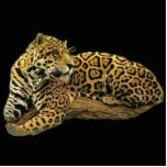 Jaguar-Foto-Skulptur Photo Statuen