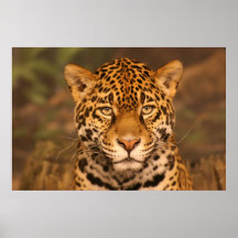 Jaguar-Plakat