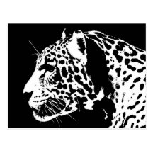 Jaguar Postkarten