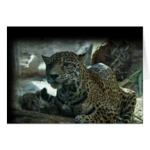 JAGUAR - SCHÜTZENDE MUTTER UND KÄTZCHEN KARTEN