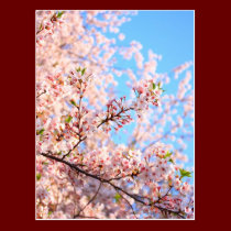 Japanische Kirschblüten postkarten