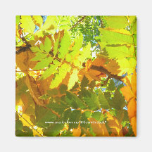 Japanische Pagoden-Baum-Herbst-Blätter - Magnet Magnets