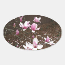 Japanische Saucer Magnolien-Baum-Blume Ovaler Aufkleber