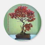 Japanischer Ahorn Magnete