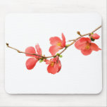 Japonica blüht Mousepad