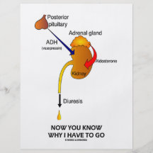 Jetzt wissen Sie, warum ich gehen muss (Diuresis) Flyer Druck