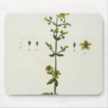Johanniskraut, überziehen 15 von "einem neugierige mousepads