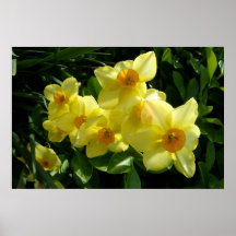 Jonquils/Narzissen/Narzisse Posterdrucke