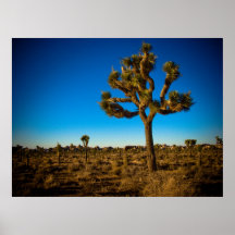 Joshua-Baum 2 Posterdrucke