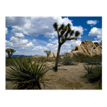 Joshua-Baum-Nationalpark, Kalifornien, USA Postkarten