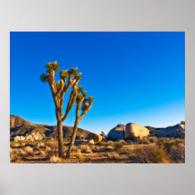 Joshua-Baum Plakat