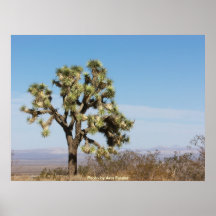 Joshua-Baum Posterdrucke