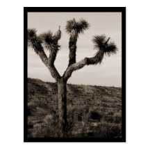 Joshua-Baum Postkarte