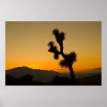 Joshua-Baum-Sonnenuntergang Plakate