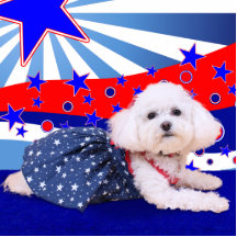 July 4th - Bichon Frise - Mia Photo Cut Out