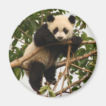 junger großer Panda Kühlschrankmagnete