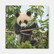 Junger großer Panda - Magnet Kühlschrankmagnete