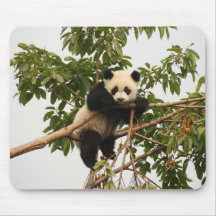 Junger großer Panda Mauspads
