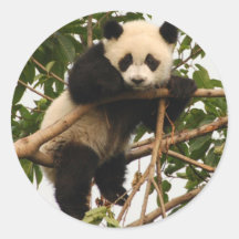Junger großer Panda Runder Sticker