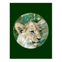 junger Löwe young lion Postkarten