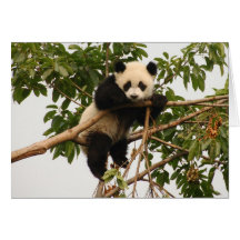 Junger riesiger Panda Karten