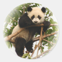 Junger riesiger Panda Sticker