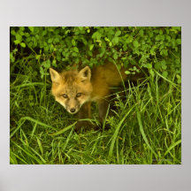 Junger roter Fox, der vom Verstecken in den Büsche Poster