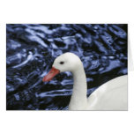 Junger Schwan [kundengerecht] Karten