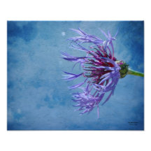 Junggeselle-Knopfphotographie durch Michelle Ander