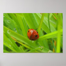 „Käfer „postieren Posterdruck