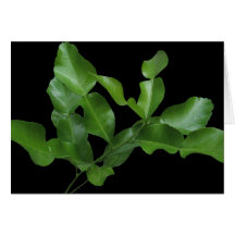 Kaffir-Limones Blätter Grußkarte