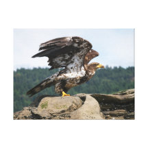 Kahler Adler bereit zu Flug eingewickelter Leinwan Galerie Falt Leinwand