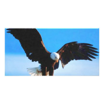Kahler Amerikaner Eagle Bilder Karten