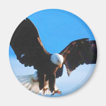 Kahler Amerikaner Eagle Magnete