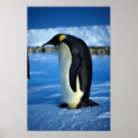 Kaiser-Pinguin durch Mondschein Plakate
