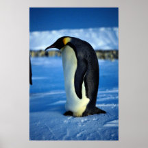 Kaiser-Pinguin durch Mondschein Plakate