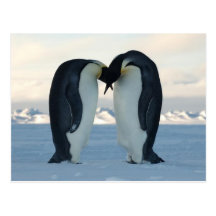 Kaiser-Pinguin-Kuss - Postkarte