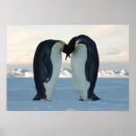 Kaiser-Pinguin-Küssen Posterdrucke