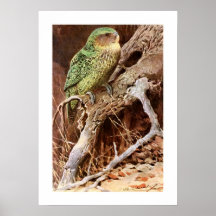 Kakapo Plakate