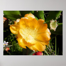 Kaktus-Blumen-Blüte in der Orange Poster
