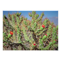 Kaktus-Pflanze, Colca Schlucht, Peru, Südamerika f Einladungen