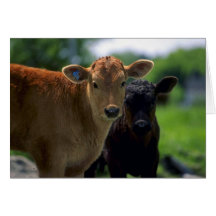 Kalb Grußkarte